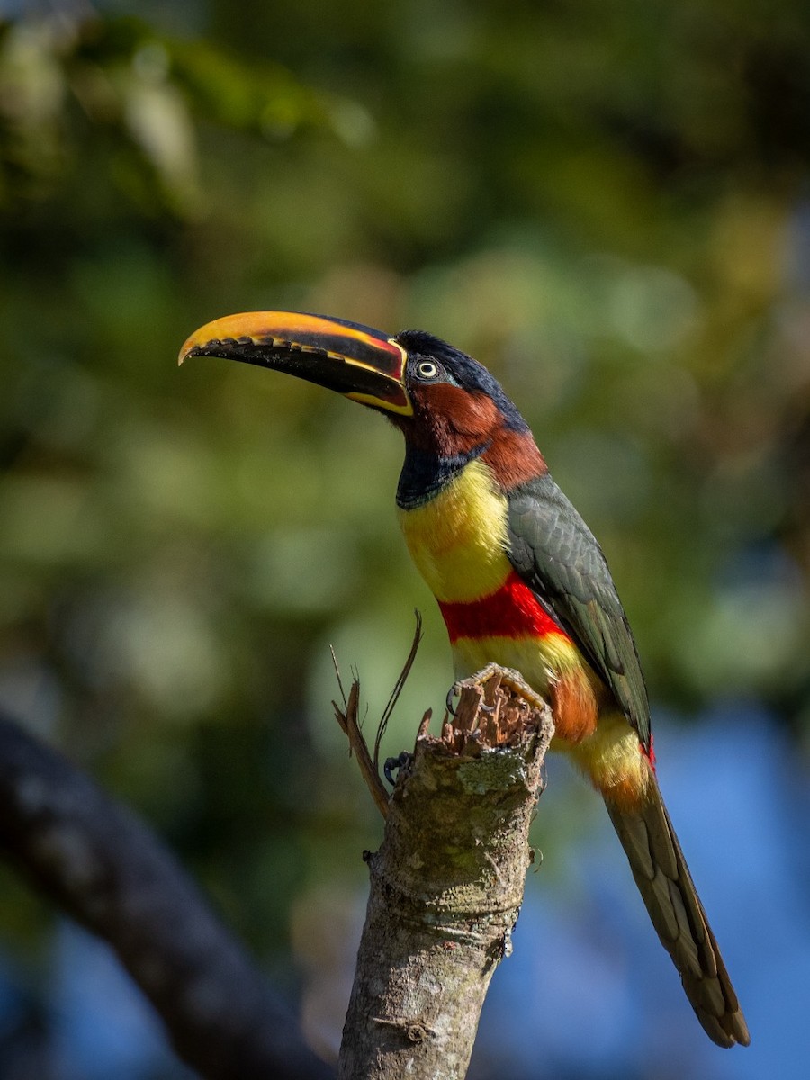 Chestnut-eared Aracari - ML373795231