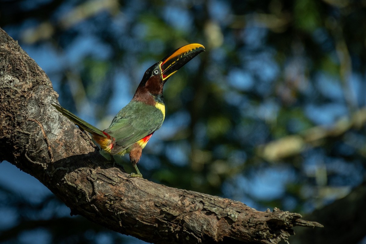 Chestnut-eared Aracari - ML373795251