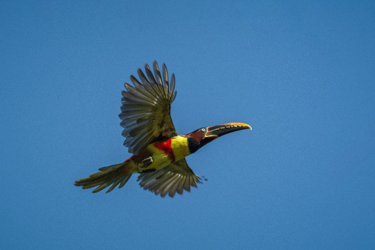 Chestnut-eared Aracari - ML373795281