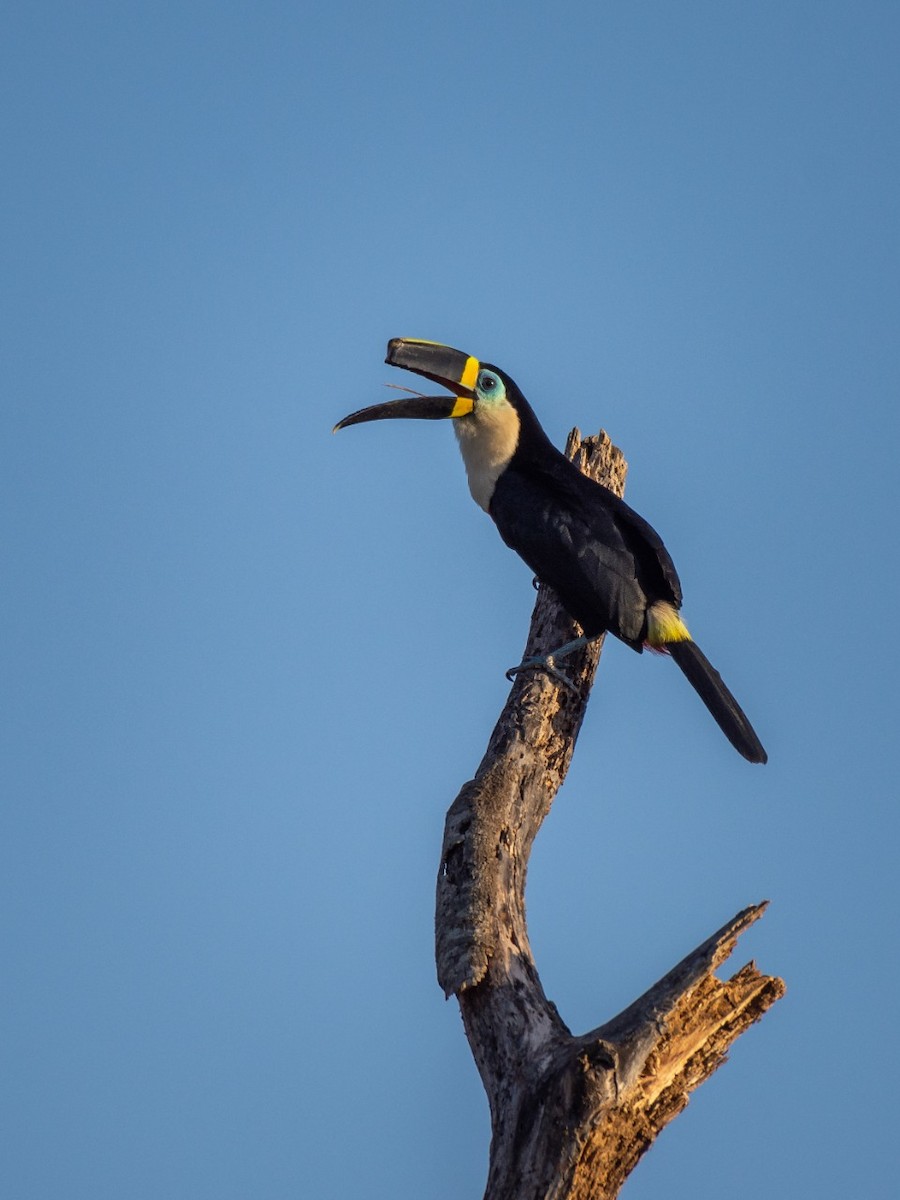 Channel-billed Toucan - ML373795301