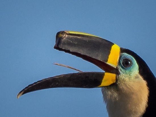 Channel-billed Toucan - ML373795351