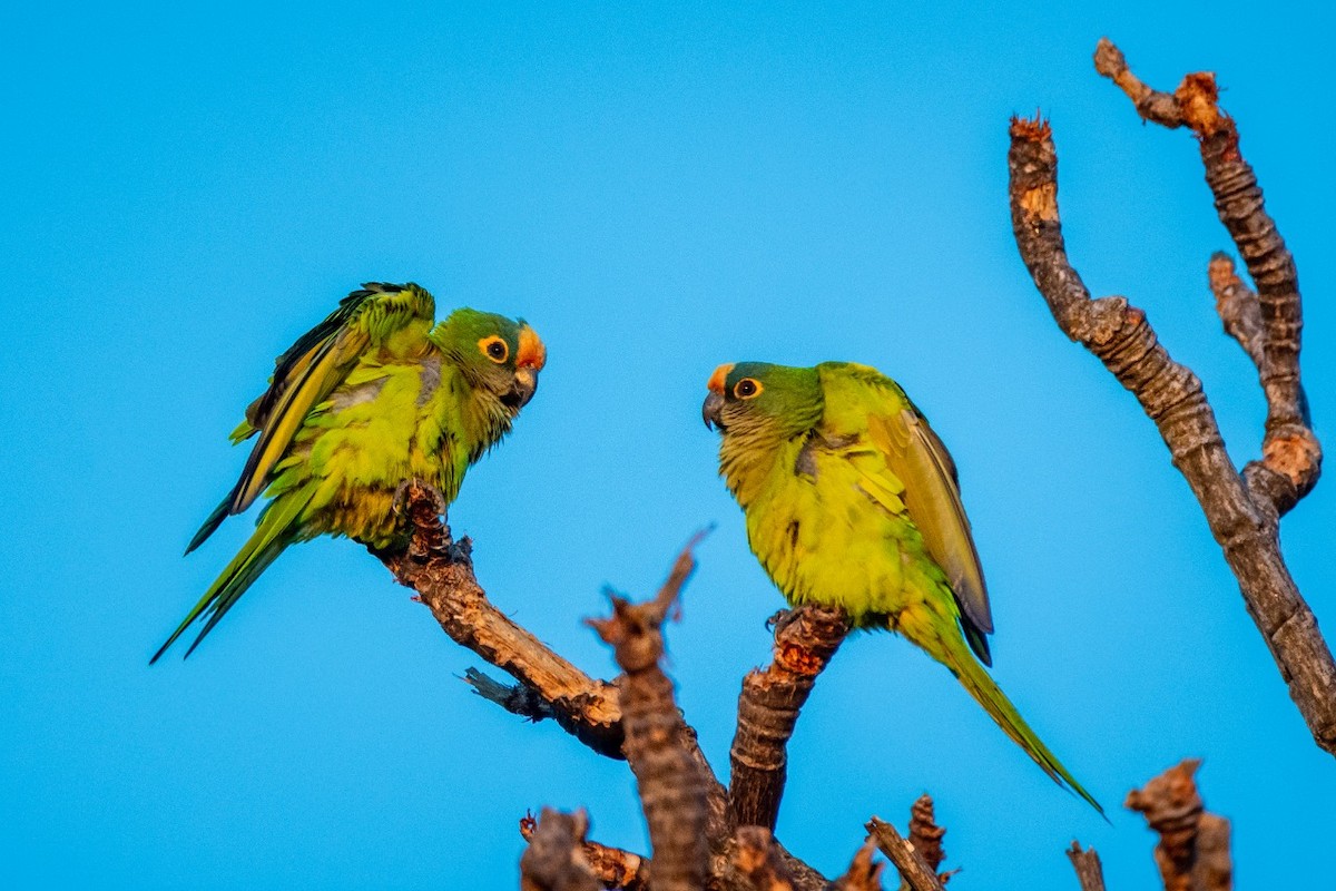 Peach-fronted Parakeet - ML373795461