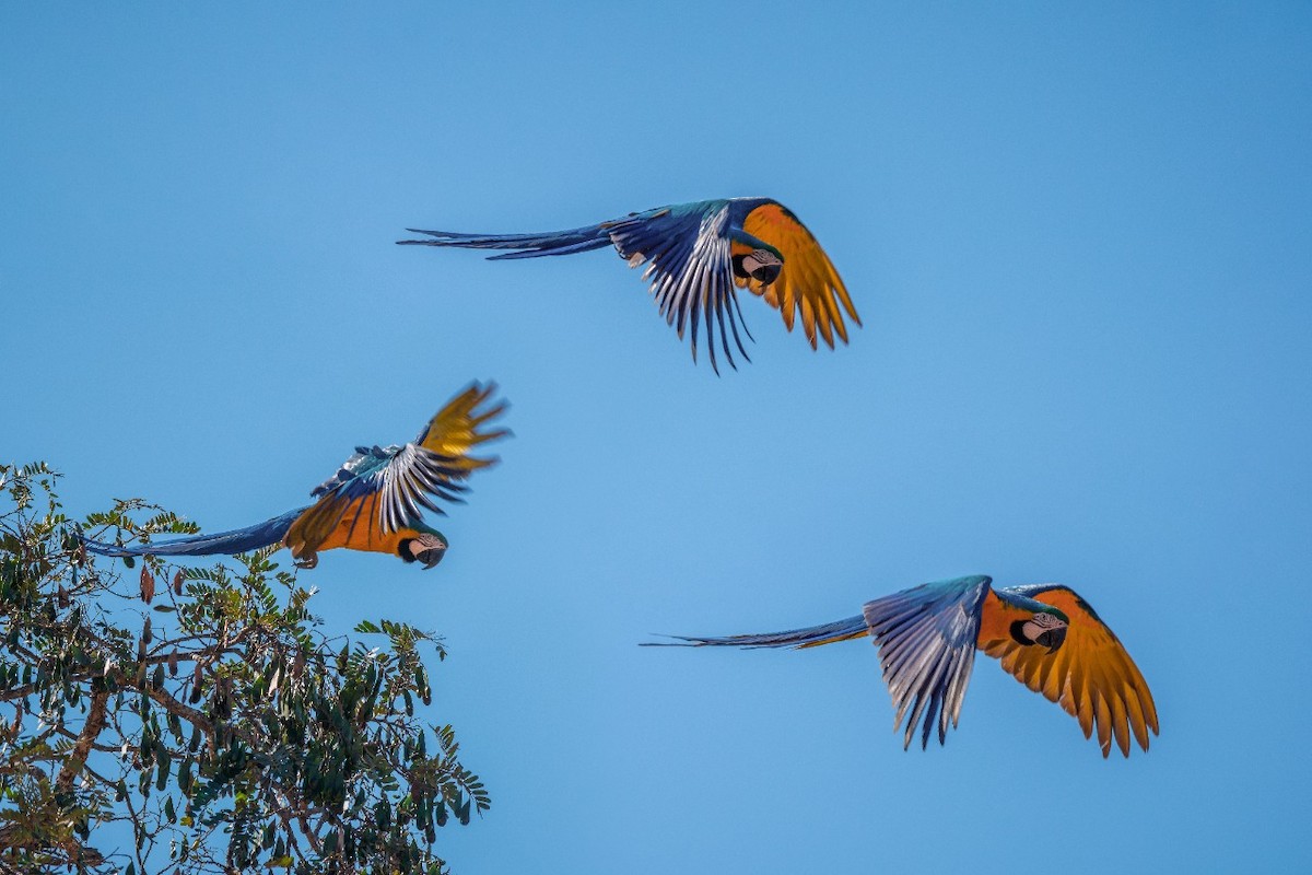 Blue-and-yellow Macaw - ML373795471