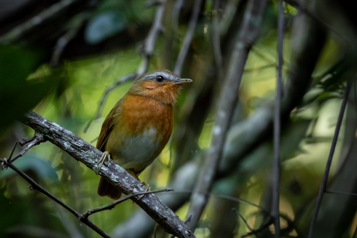 Rufous Gnateater - ML373795491