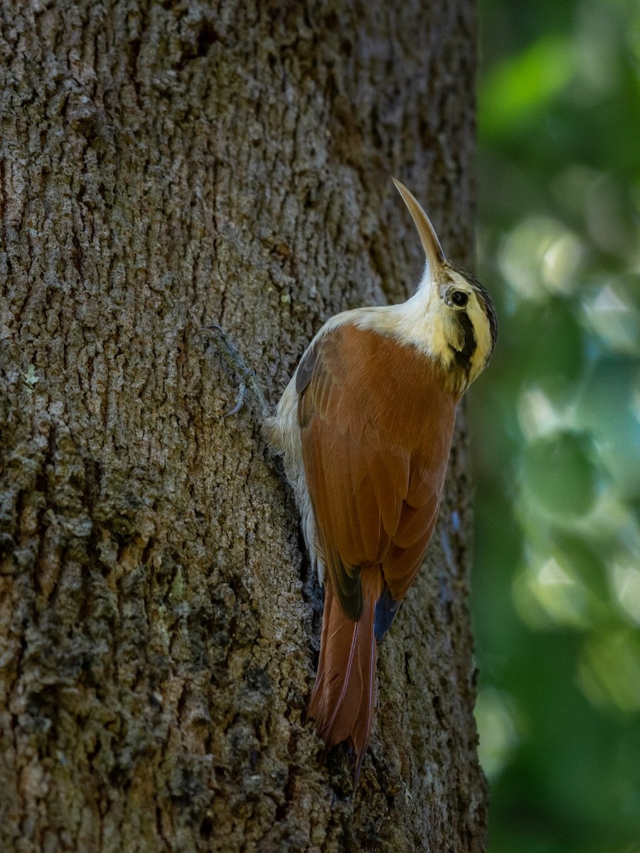 Narrow-billed Woodcreeper - ML373795531
