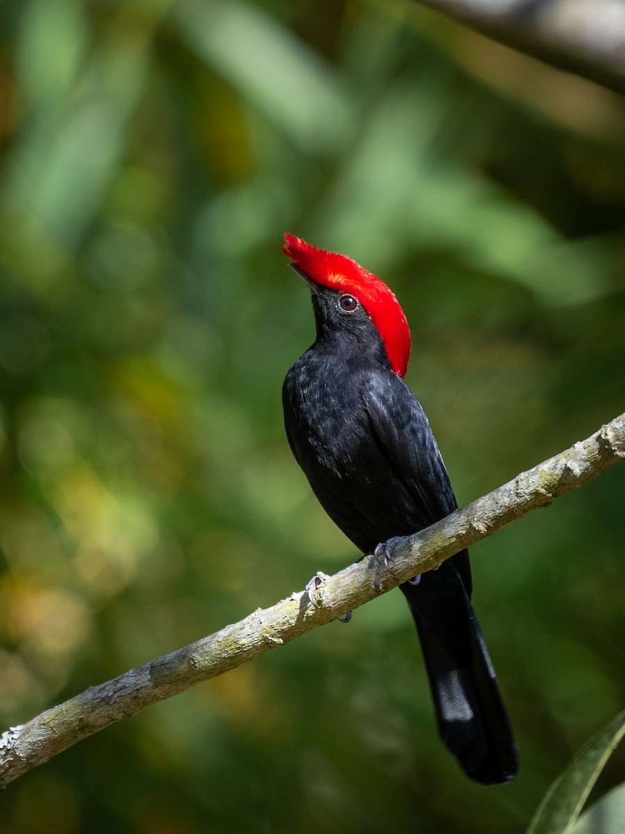Helmeted Manakin - ML373795821