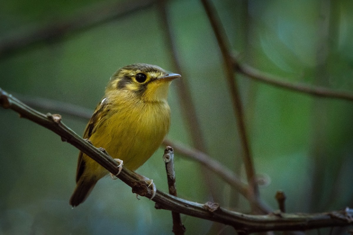 White-throated Spadebill - ML373795871