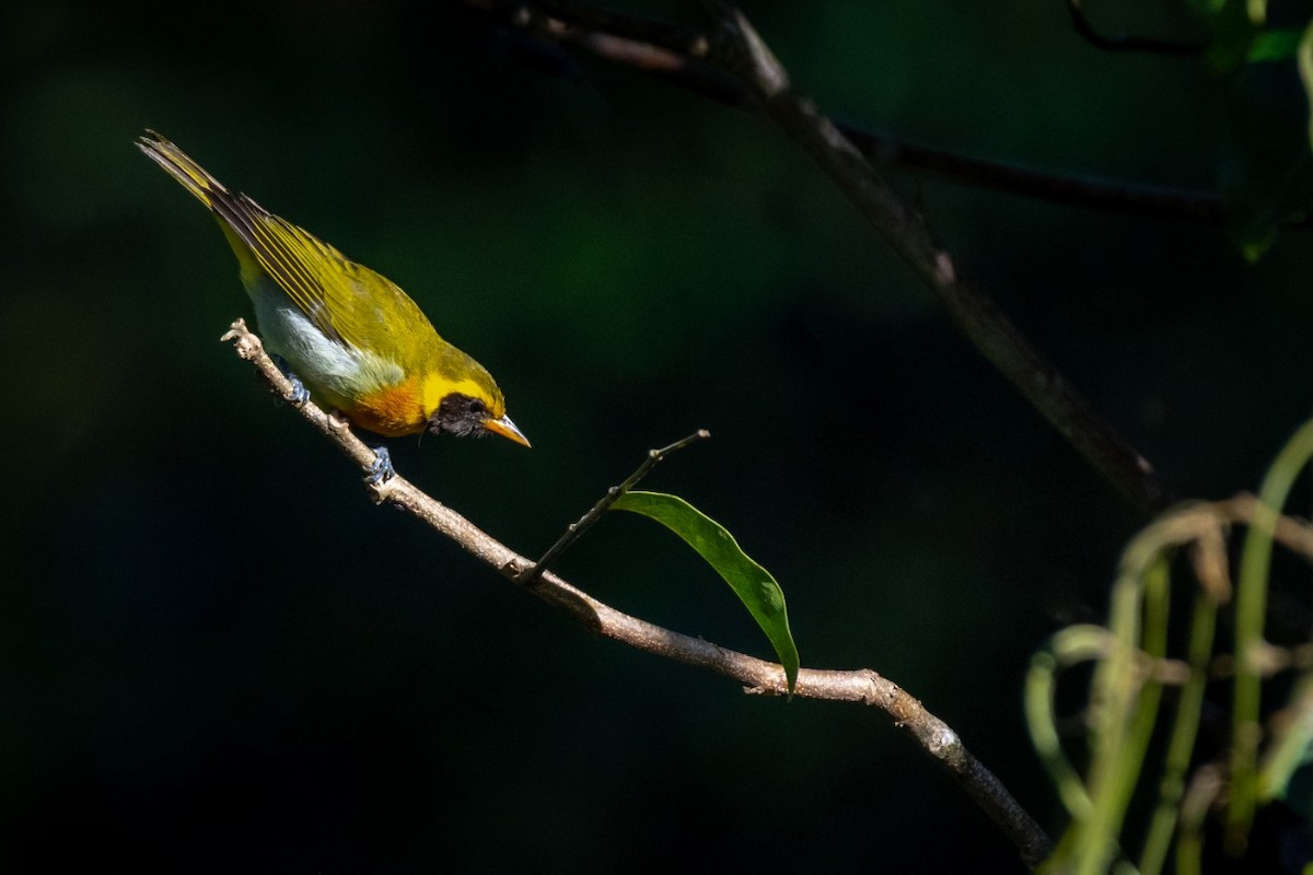 Guira Tanager - ML373796131