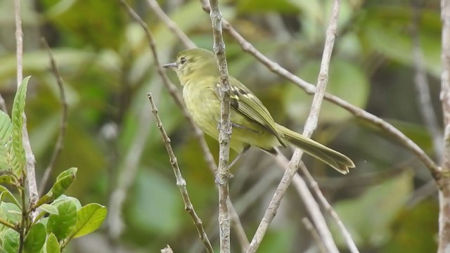 Restinga Tyrannulet - ML373796191