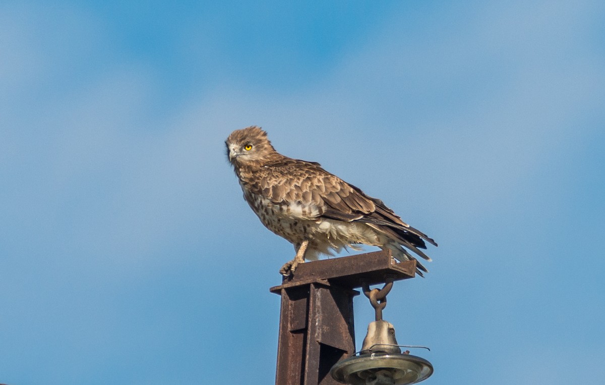 Short-toed Snake-Eagle - Gheorghe Ticu