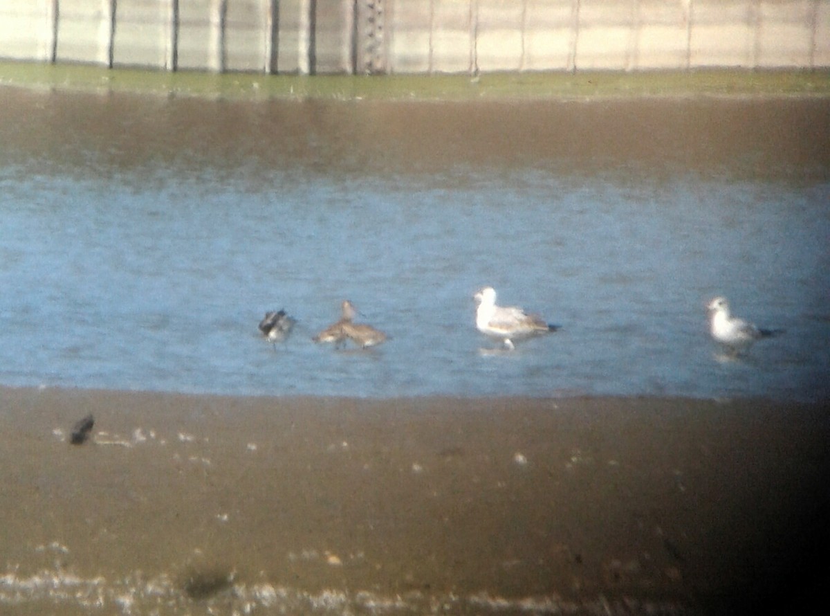 Hudsonian Godwit - Anonymous