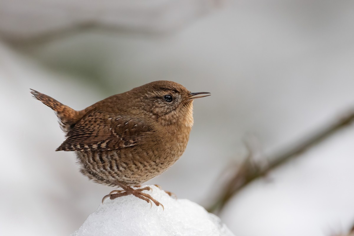 Pacific Wren - Blair Dudeck