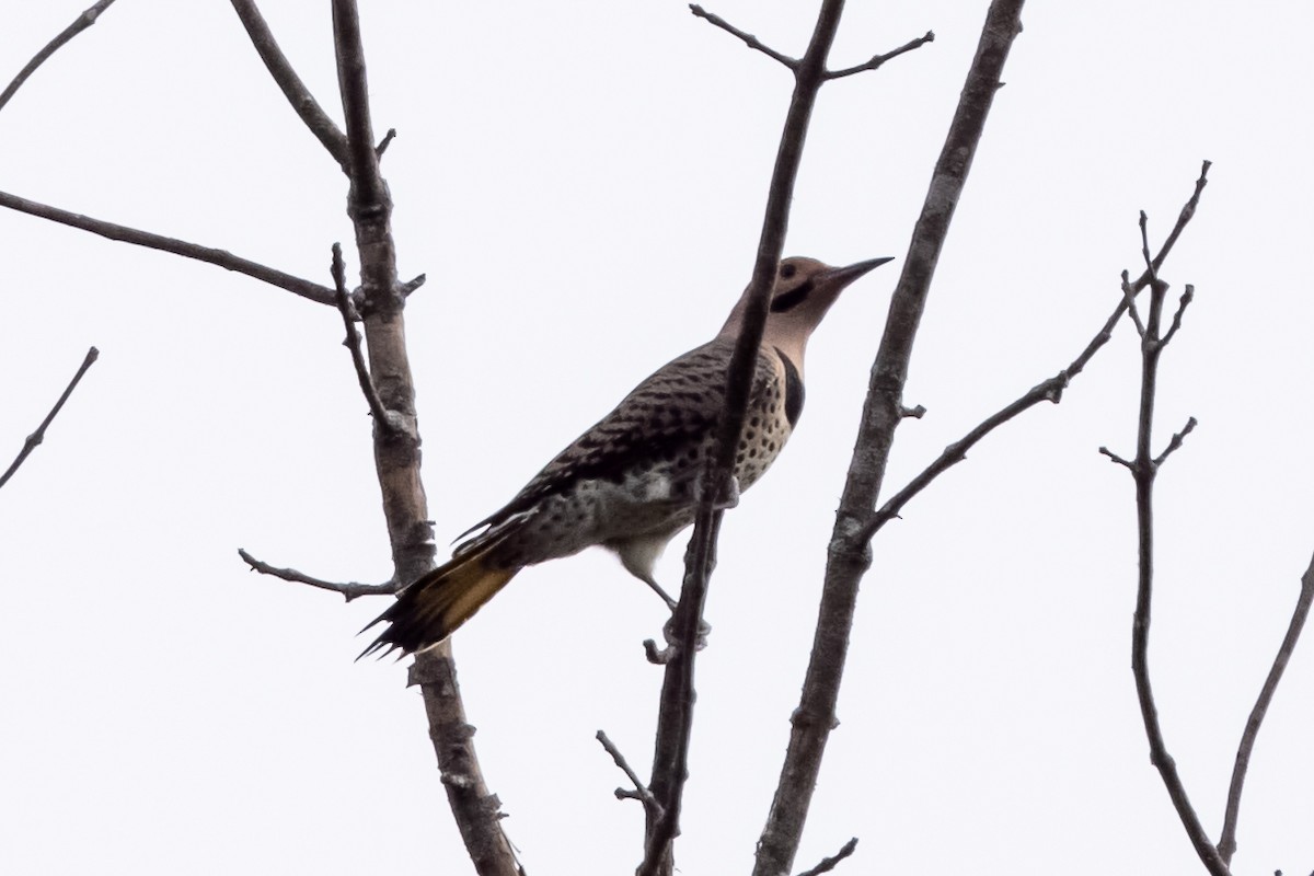 Northern Flicker - ML373798781