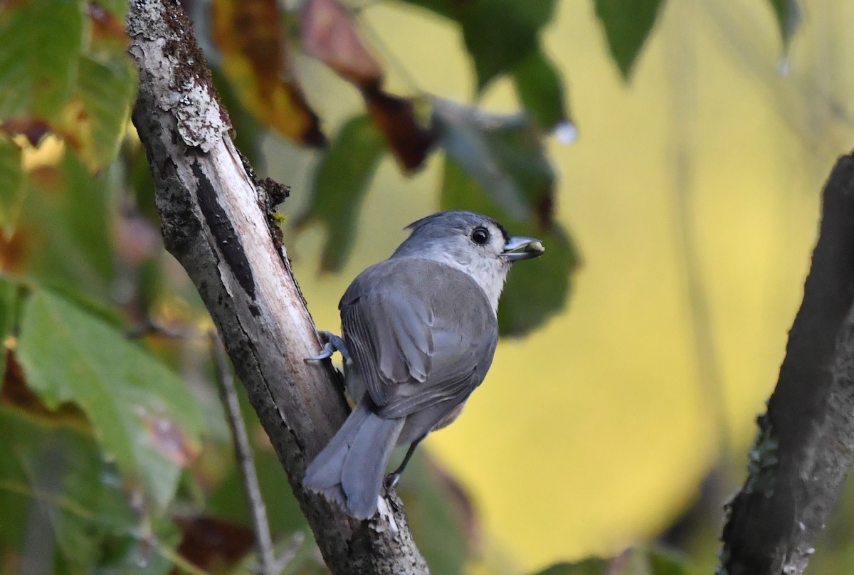 Mésange bicolore - ML373799141