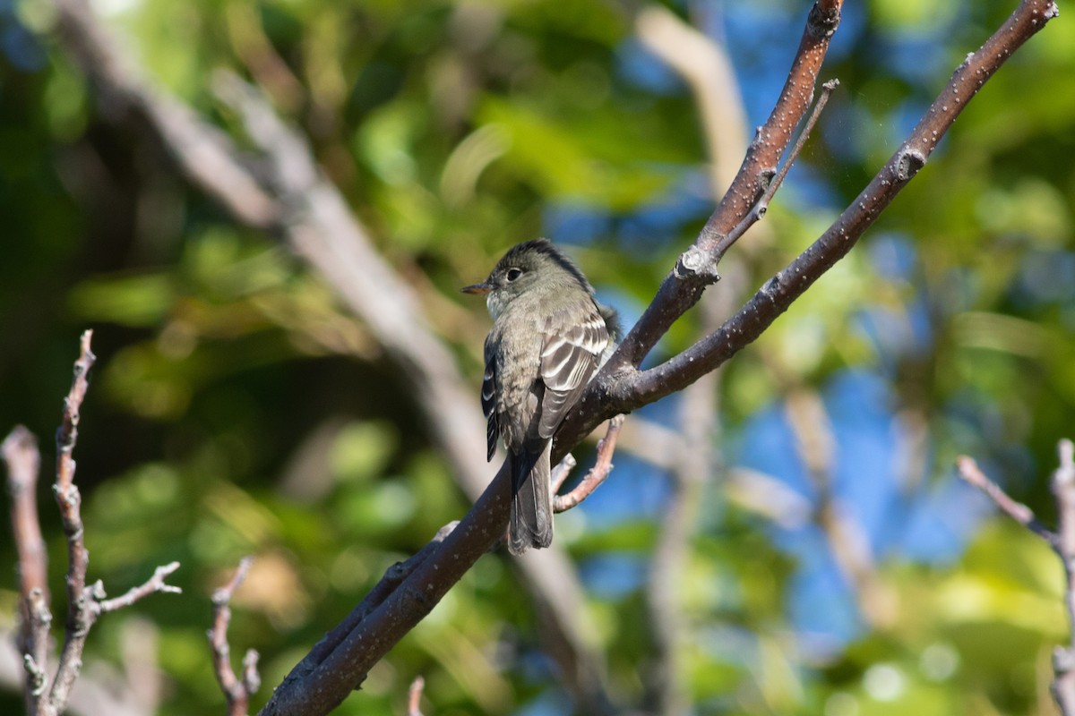 Eastern Wood-Pewee - ML373800361