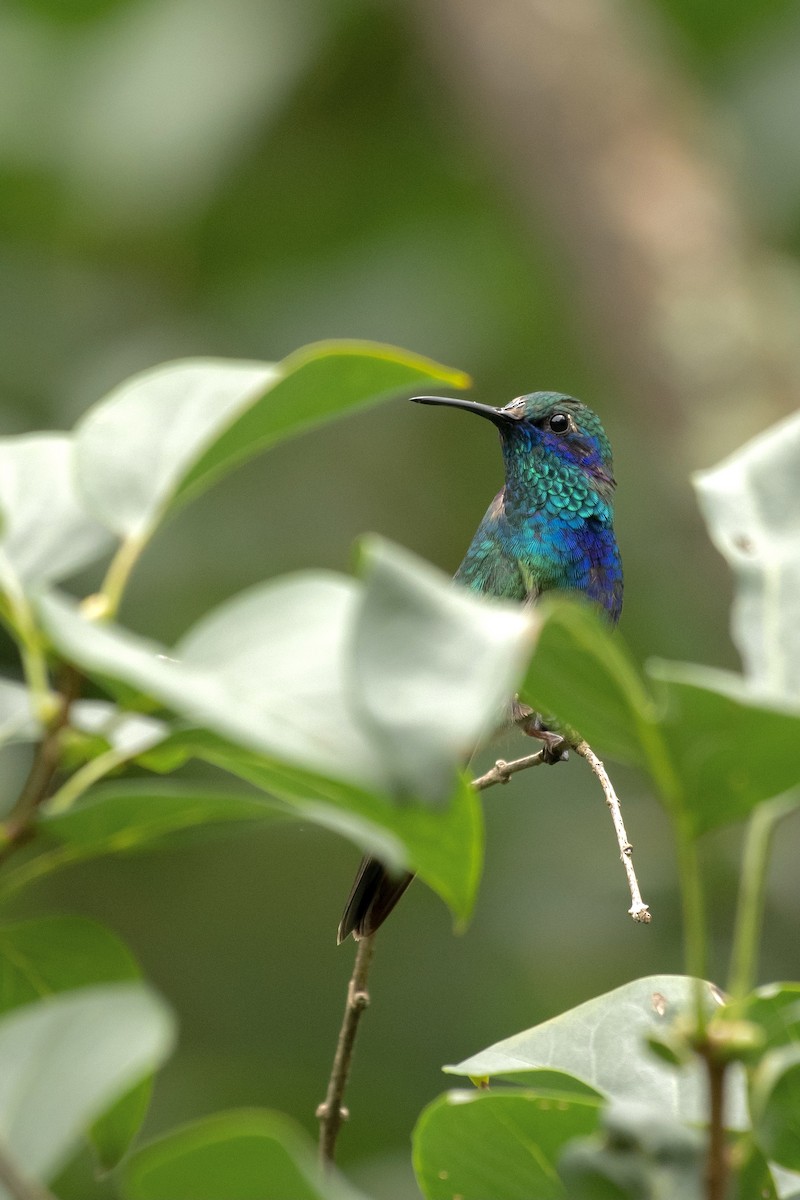 Mexican Violetear - Ethan Rising