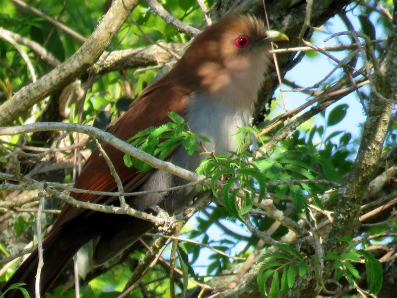 Squirrel Cuckoo - ML373800761