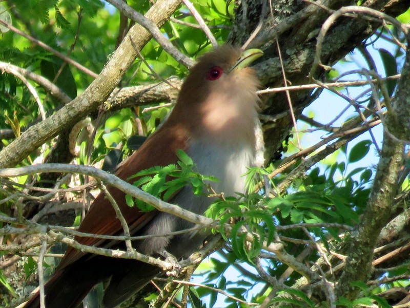 Squirrel Cuckoo - Juan Muñoz de Toro