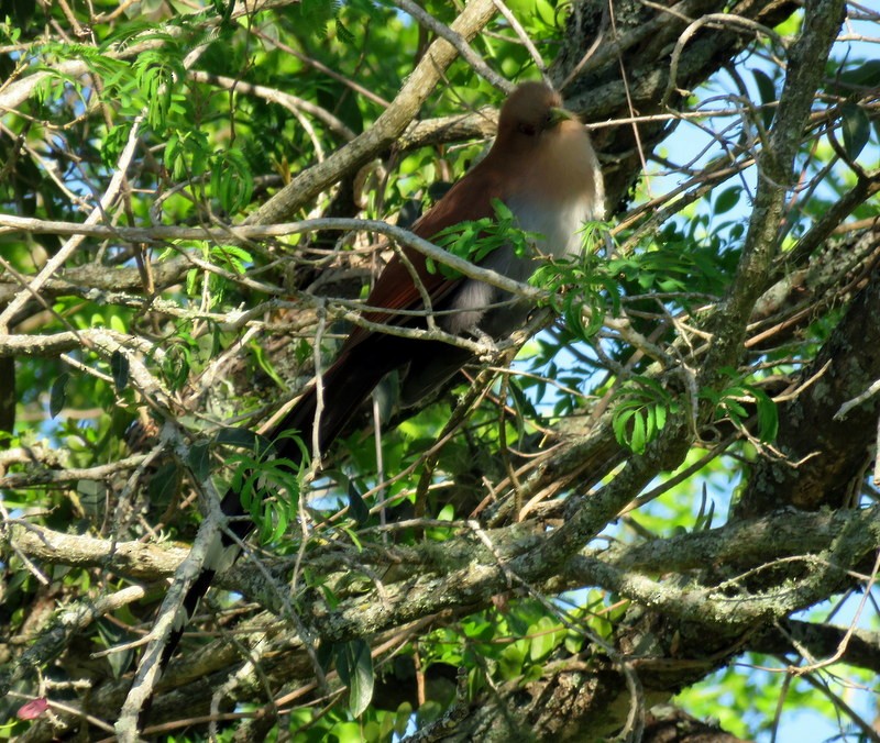 Squirrel Cuckoo - ML373800791