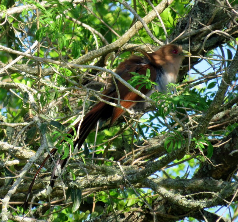 Squirrel Cuckoo - Juan Muñoz de Toro