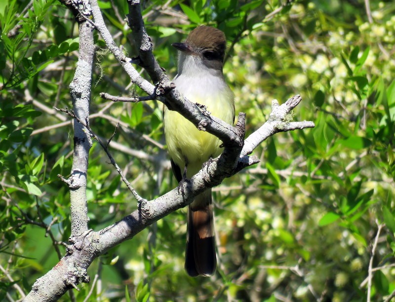 Brown-crested Flycatcher - ML373802651