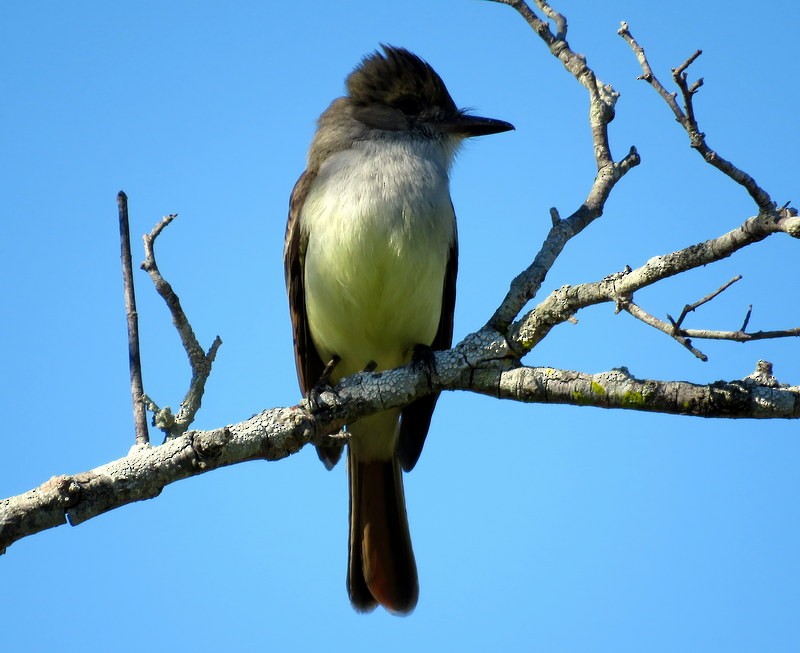 Brown-crested Flycatcher - ML373802661