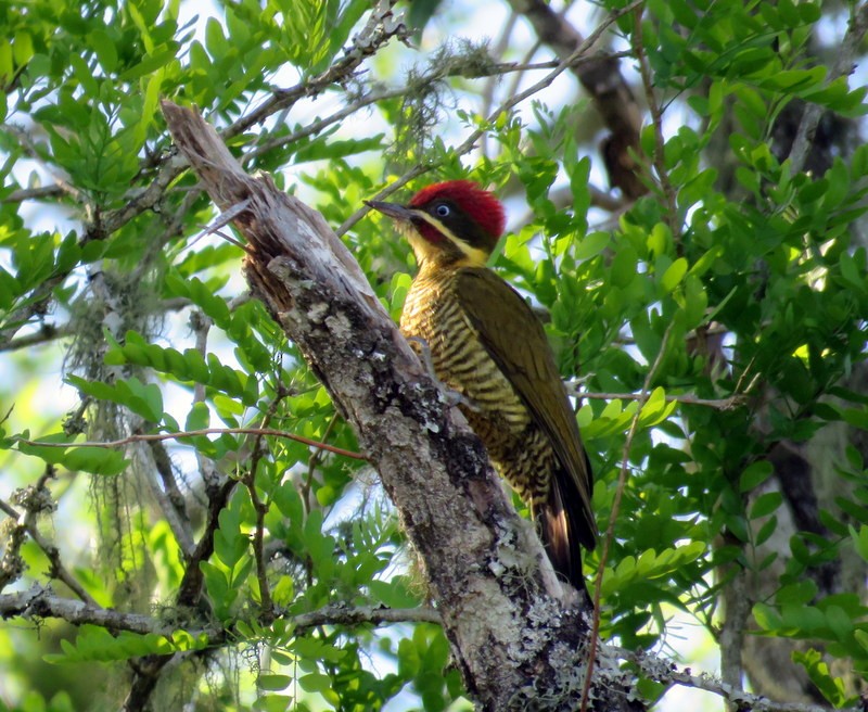 Golden-green Woodpecker - ML373802791