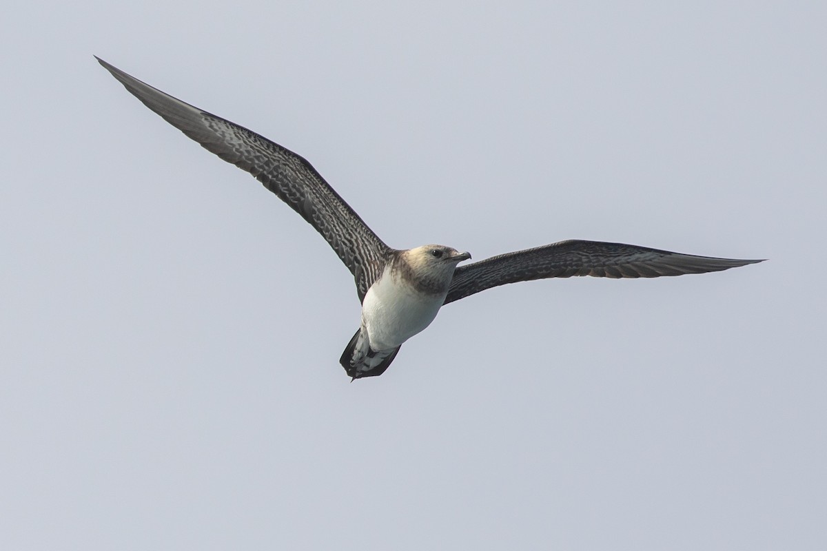 Long-tailed Jaeger - Mark Stephenson