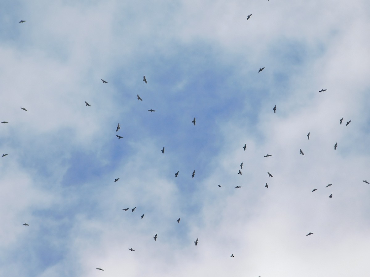 Broad-winged Hawk - Nazario Valladares Fonseca