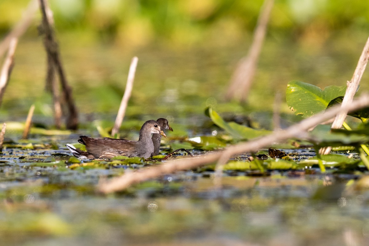 Gallinule d'Amérique - ML373804311