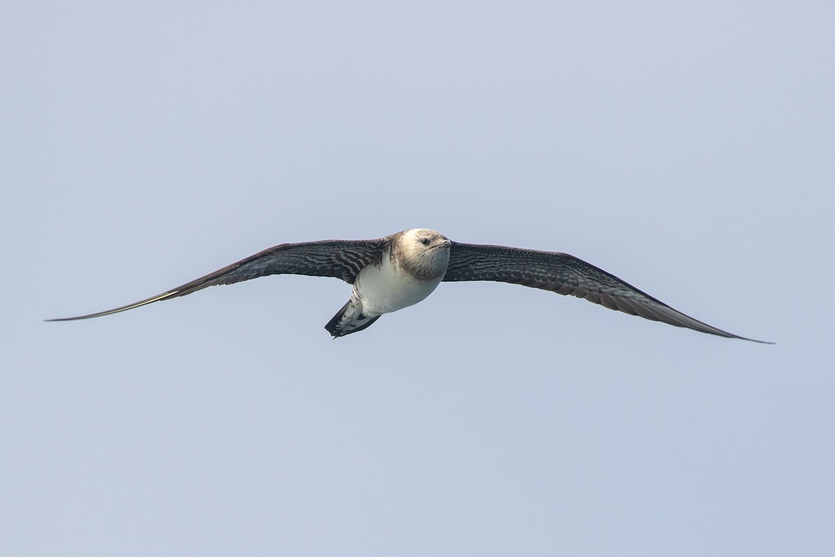 Long-tailed Jaeger - Mark Stephenson