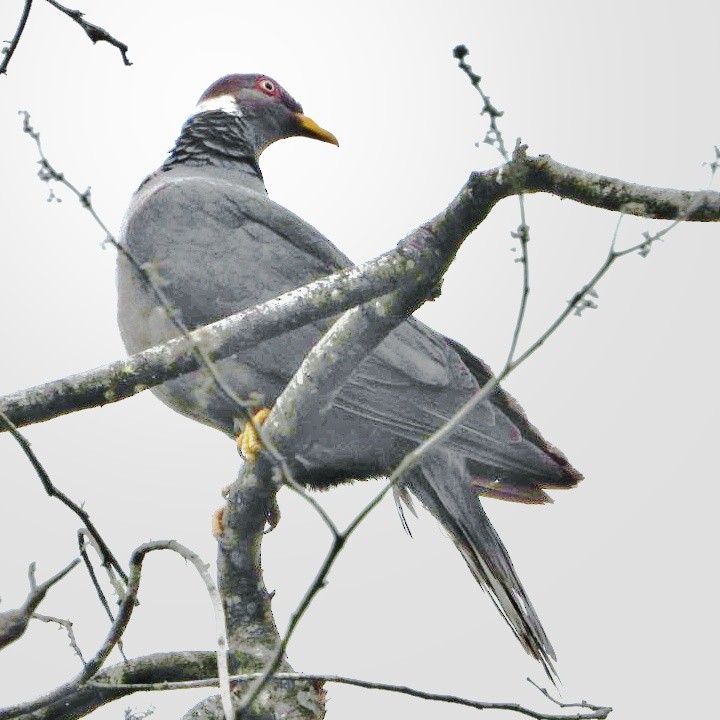 Band-tailed Pigeon - ML373805541