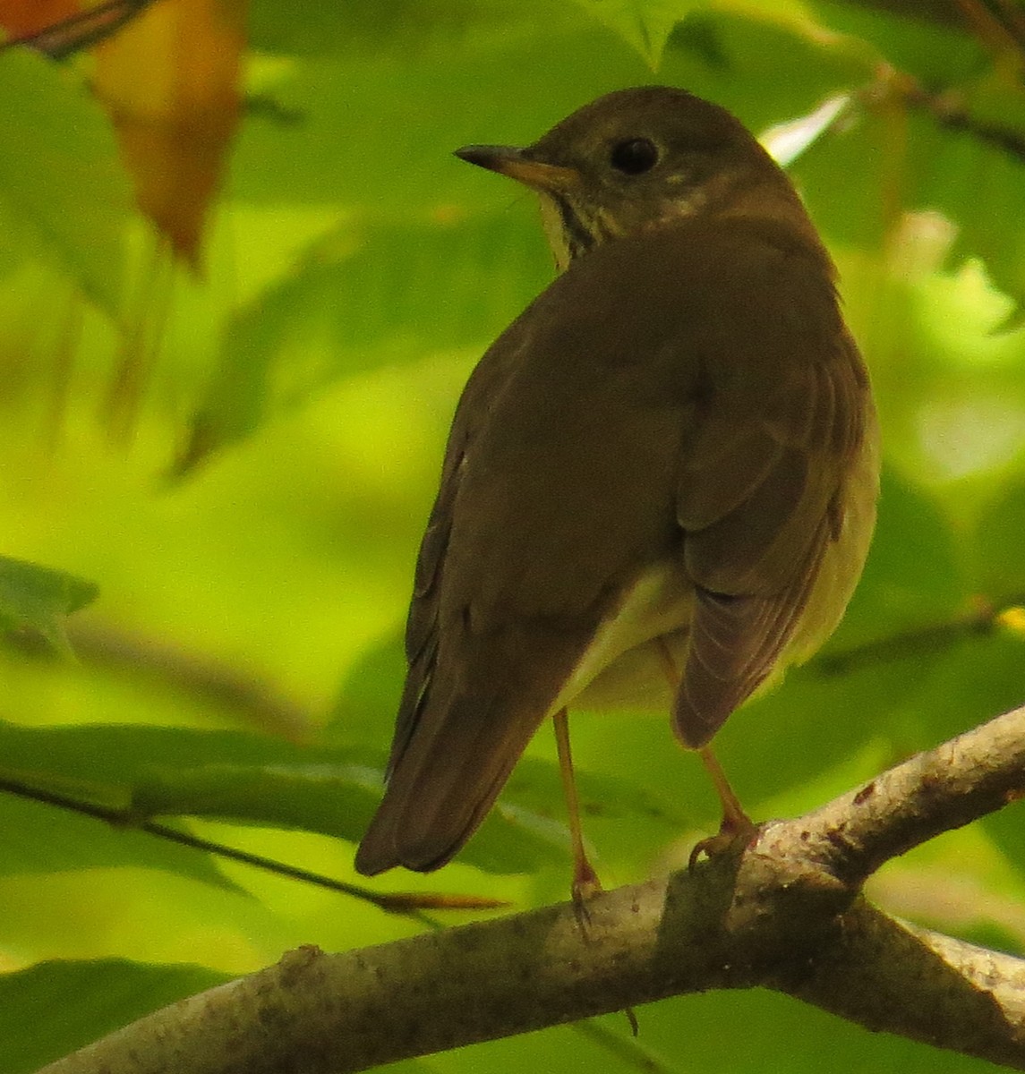 Gray-cheeked Thrush - ML373807091