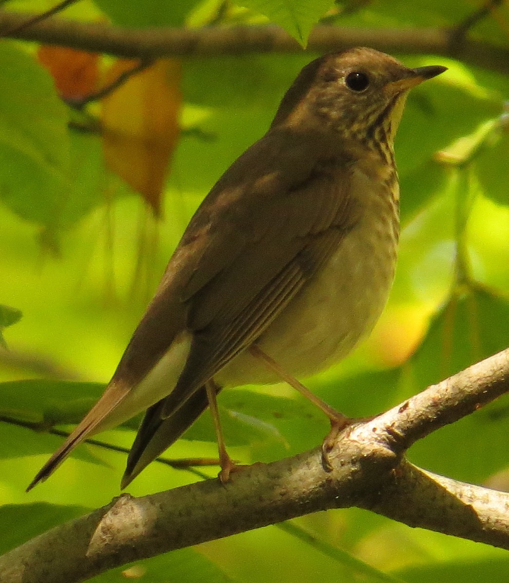 Grauwangen-Musendrossel - ML373807101