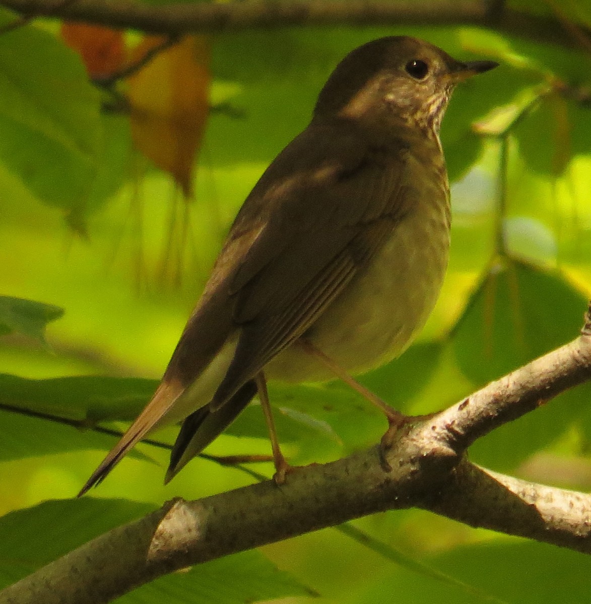 Gray-cheeked Thrush - ML373807111