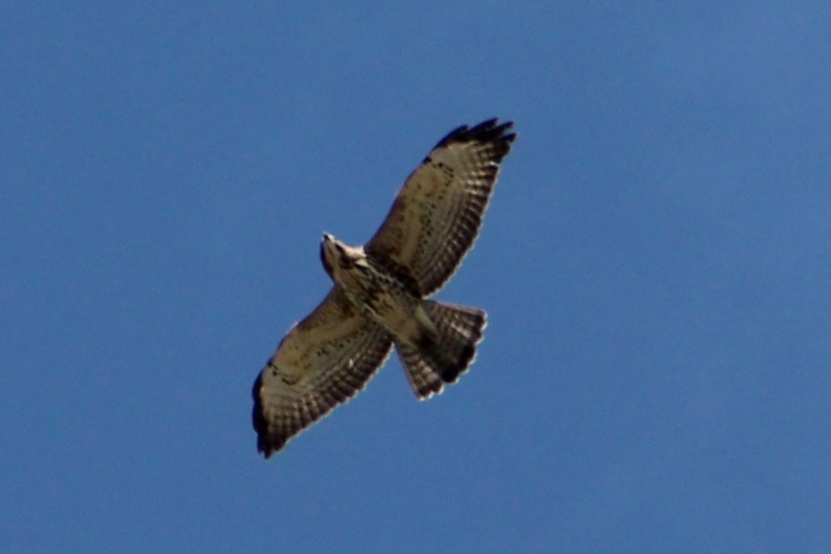 Broad-winged Hawk - ML373807341