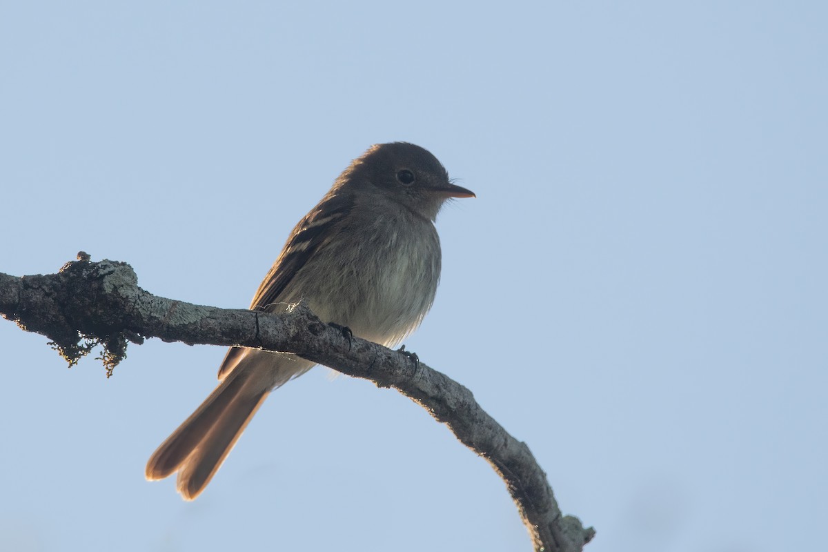 Euler's Flycatcher - ML373807561