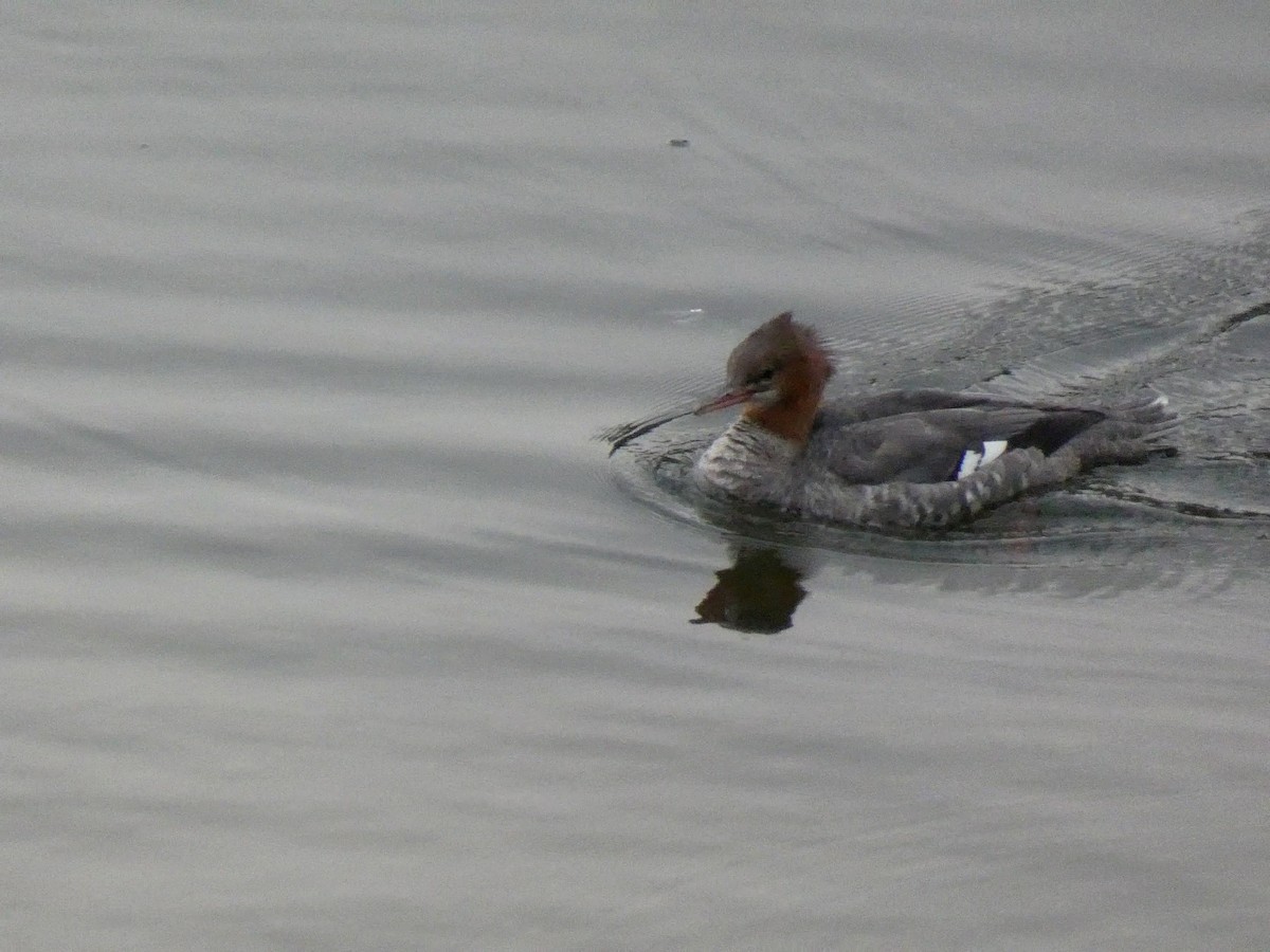 Common Merganser - ML373807901