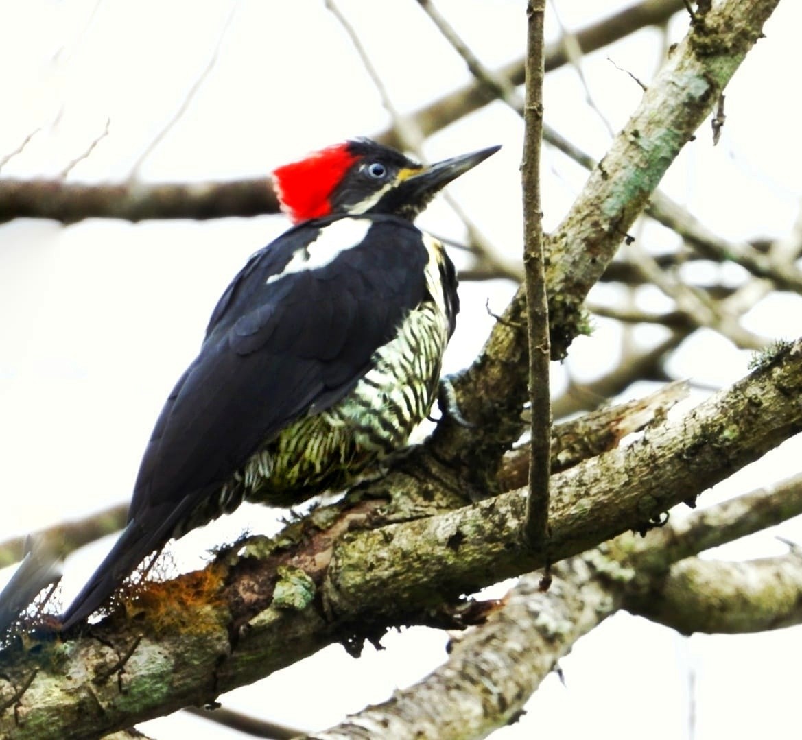 Lineated Woodpecker - EMILIO HASSINGER