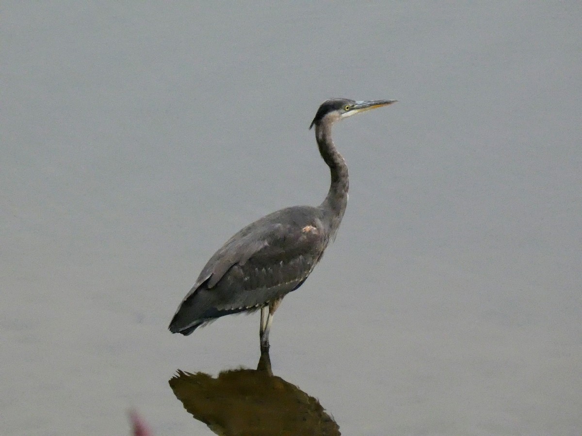 Great Blue Heron - ML373808401