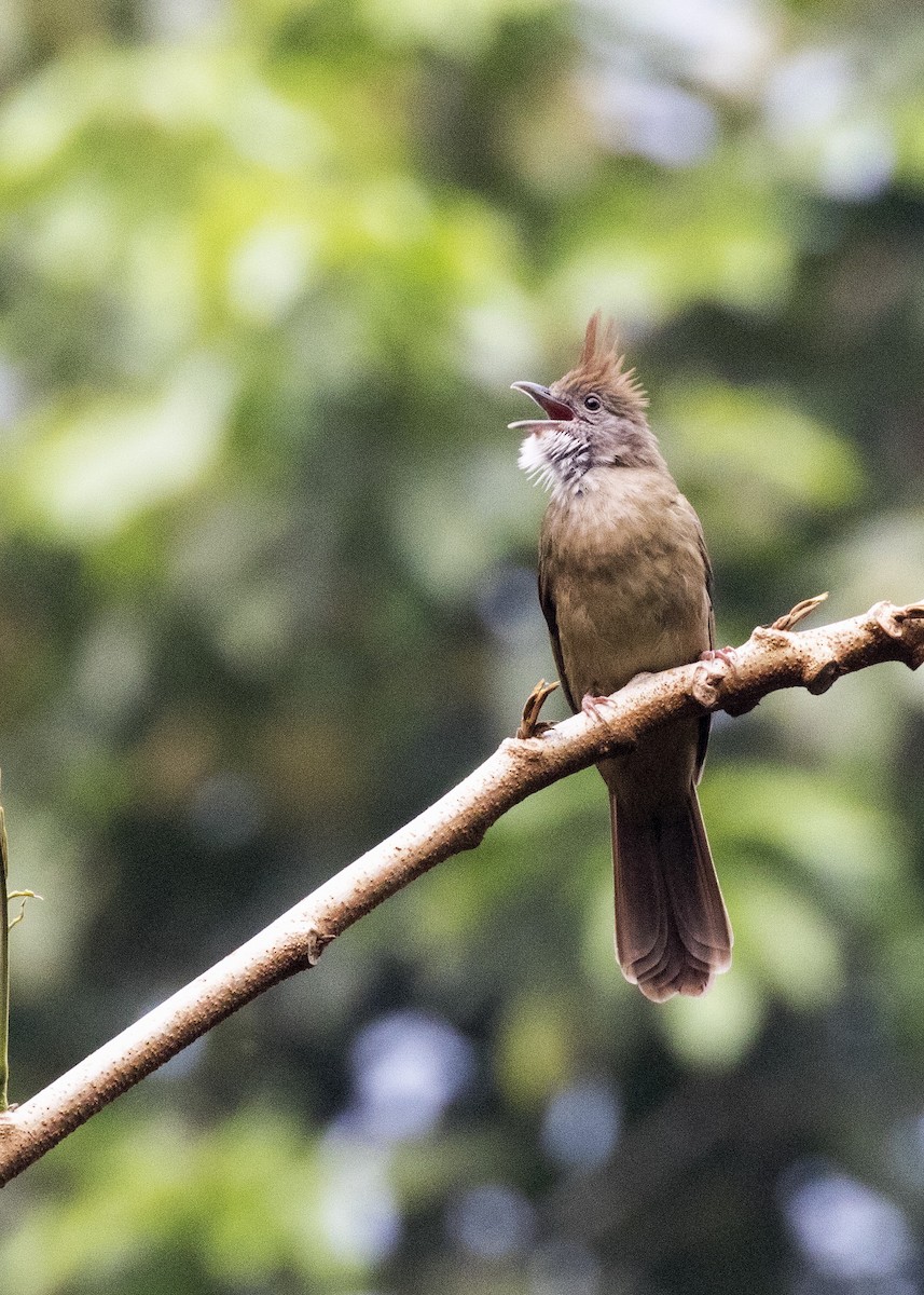 Bulbul pâle (groupe pallidus) - ML373808721