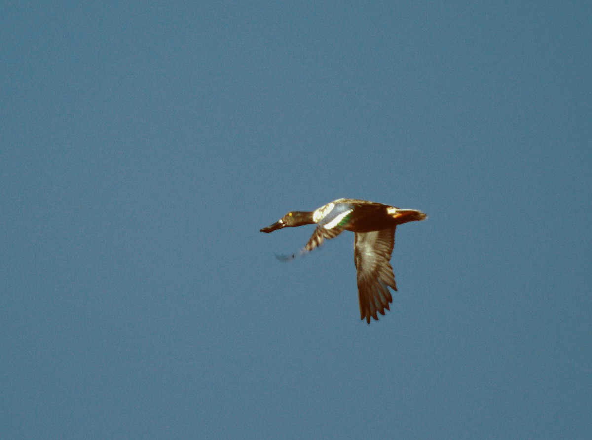 Northern Shoveler - ML37380901