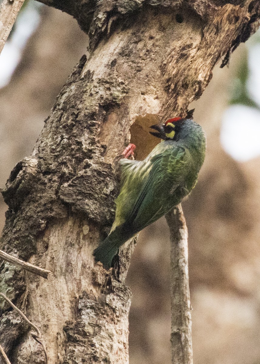 Coppersmith Barbet - ML373809121