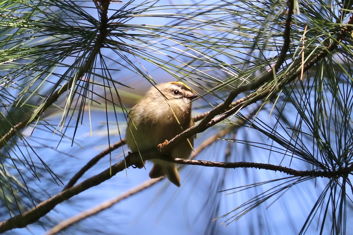 Golden-crowned Kinglet - ML373809151