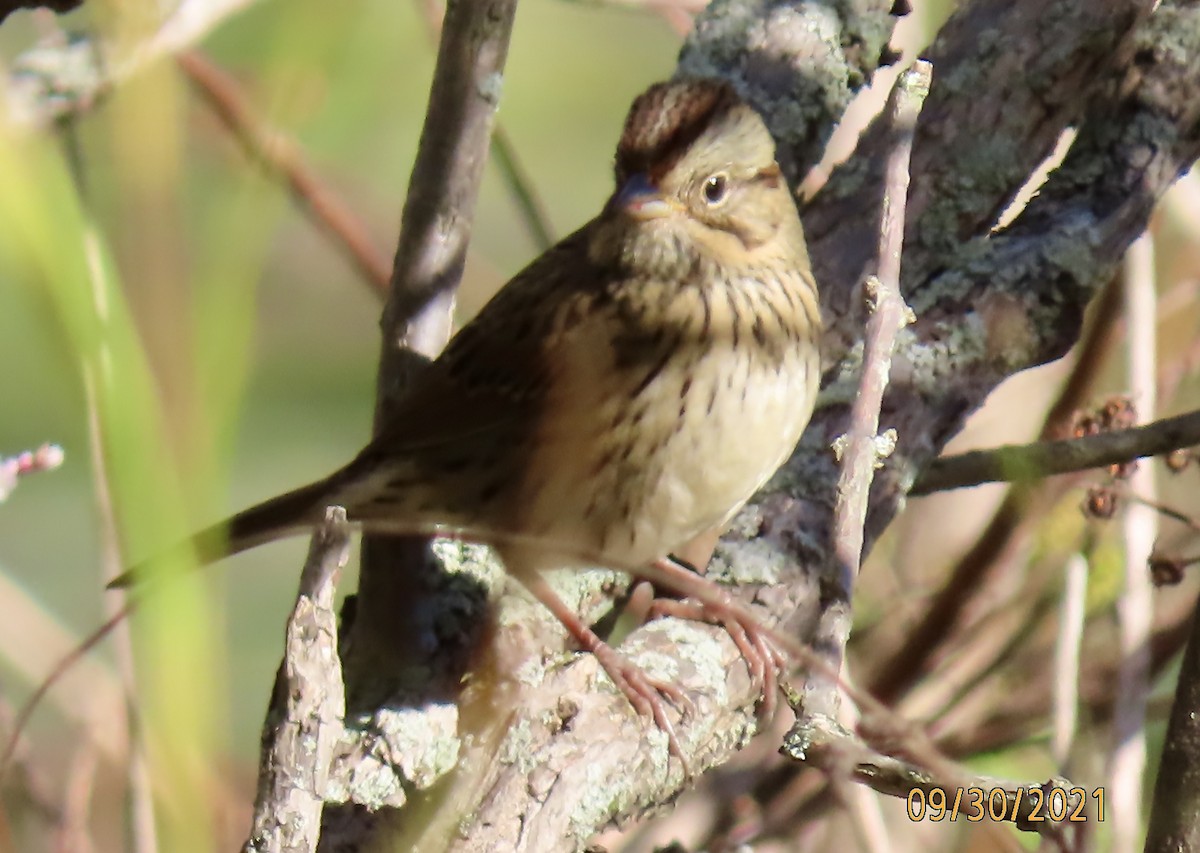 Lincoln's Sparrow - ML373809291