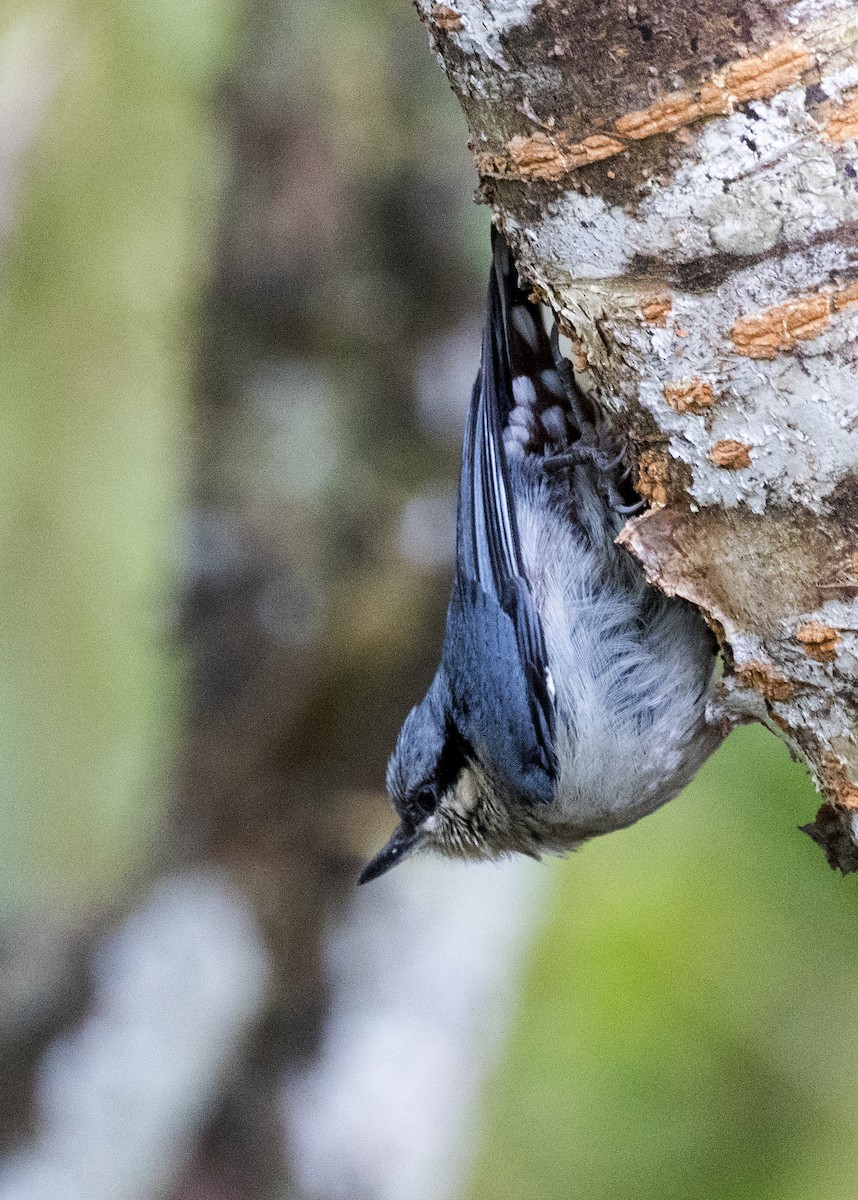 Velvet-fronted Nuthatch - Bob Martinka