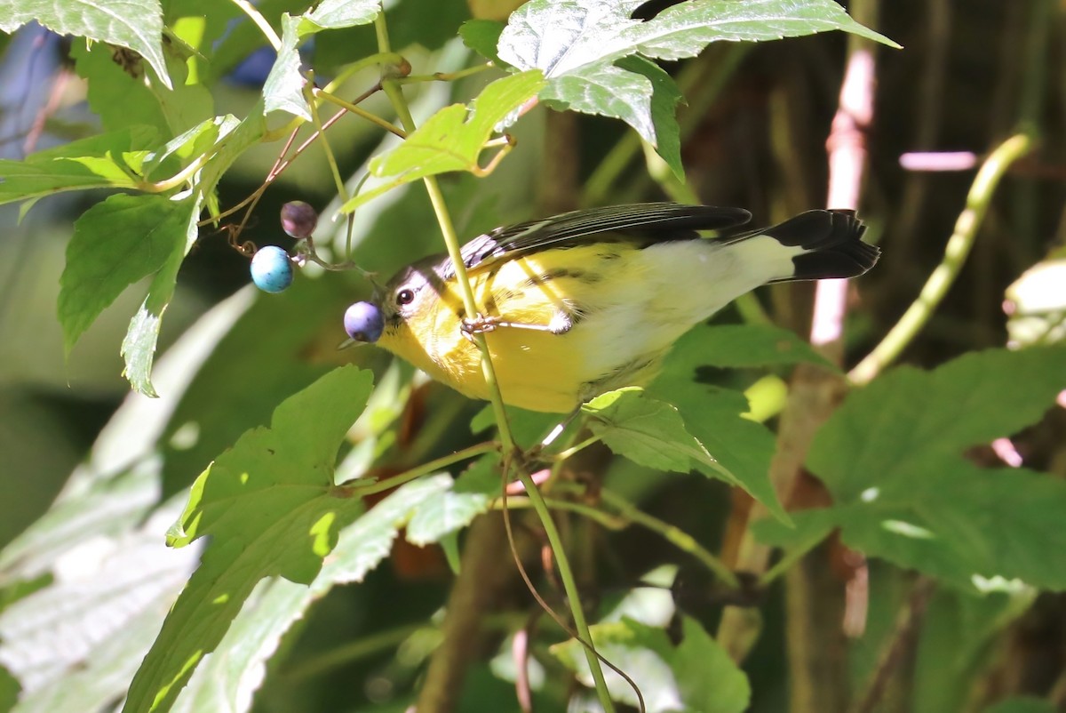 Magnolia Warbler - ML373809601