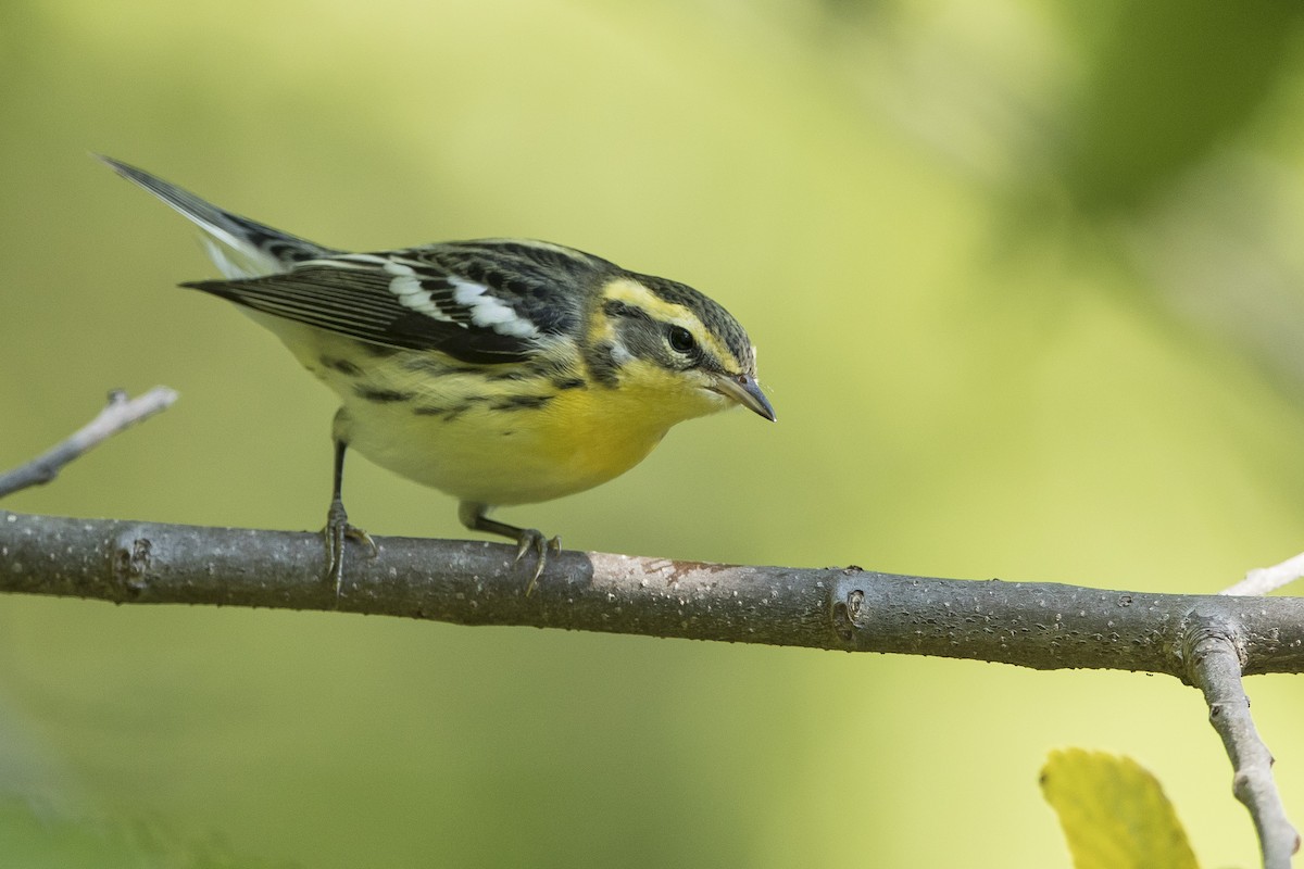 Blackburnian Warbler - John Troth