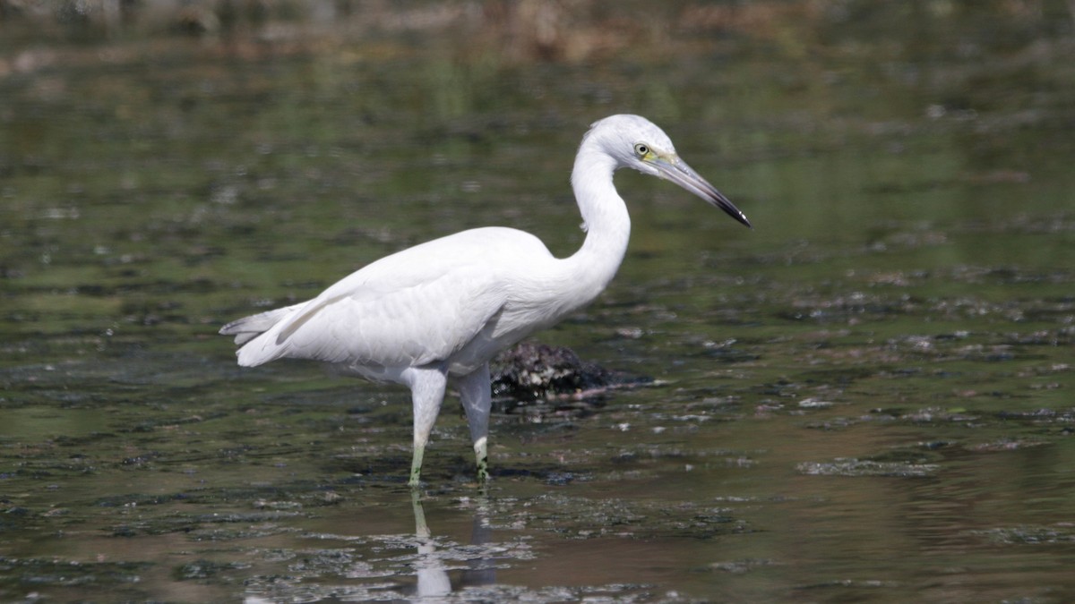 Little Blue Heron - Neal Morris