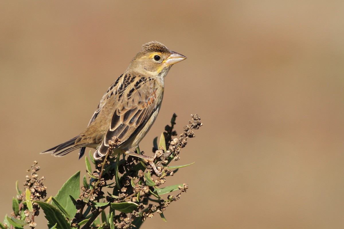 Dickcissel d'Amérique - ML37381631